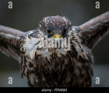 Nahaufnahme Bild von einem nassen und verwahrloster Wanderfalke im Regen Stockfoto