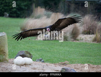 Ohrengeier-faced Vulture oder Nubian Geier (Torgos Tracheliotos) fliegen Stockfoto