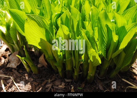 Leuchtend grüne Hosta wachsen im Frühling Stockfoto