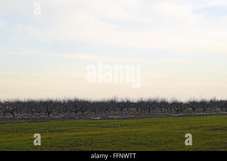 Beschnittenen Bäumen in die Apfelplantage. Pflege Obstgarten, beschneiden Bäume. Stockfoto