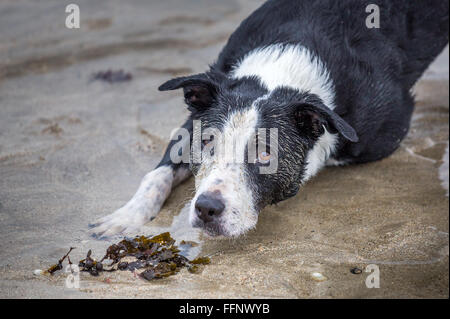 Sandy-Border-Collie-Bullterrier mit einige Algen am Strand Stockfoto