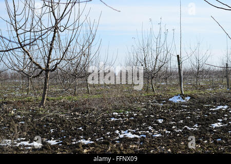 Junge mit Apfelbäumen. Anbau und Pflege von Obstgarten von Apfelbäumen. Stockfoto