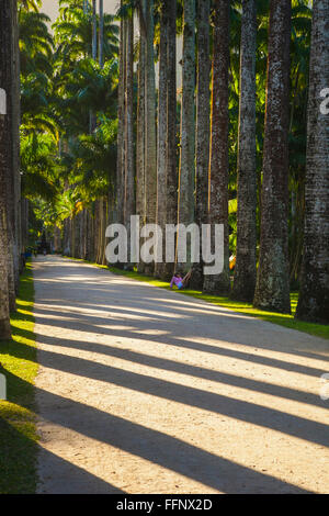 Botanischer Garten. Rio De Janeiro. Brazilien Stockfoto