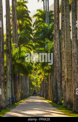 Botanischer Garten. Rio De Janeiro. Brazilien Stockfoto