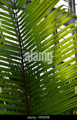 Licht scheint durch einen Palmwedel am Konservatorium Garfield Park auf Chicagos in der Nähe von Westseite. Stockfoto