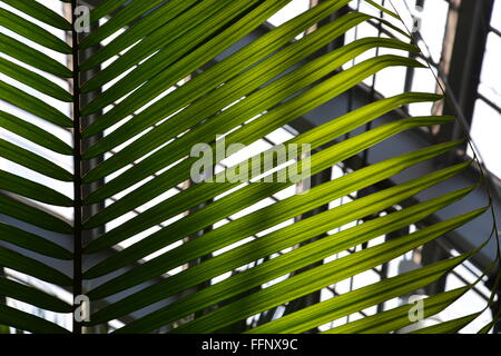 Licht scheint durch einen Palmwedel am Konservatorium Garfield Park auf Chicagos in der Nähe von Westseite. Stockfoto