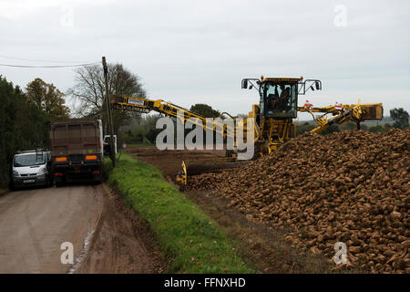 Zuckerrüben auf einen LKW geladen wird abgestellt auf einer schmalen Landstraße, Hollesley, Suffolk, UK. Stockfoto