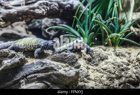 Zwei Arten von Eidechsen 1,2 und ein Gecko 3. Le Lezard gris eguillonne
