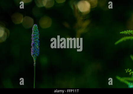 Einzelne stemmed Timothy Grass Katzen-Tail Phleum Pratense wilde Blume auf schönen natürlichen Bokeh Hintergrund Stockfoto