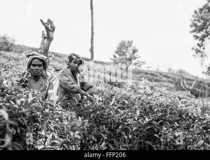 Sri Lanka Teepflückerinnen Stockfoto