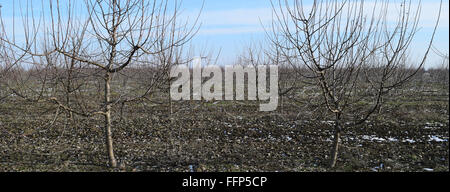Junge mit Apfelbäumen. Anbau und Pflege von Obstgarten von Apfelbäumen. Stockfoto