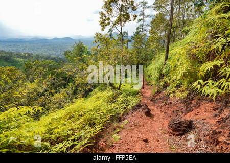 Wanderweg im Dschungel des Cockscomb Basin Wildlife Sanctuary, Stann Creek, Belize Stockfoto