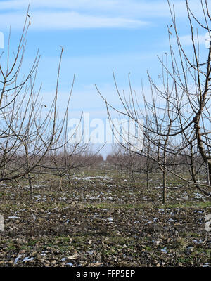 Junge mit Apfelbäumen. Anbau und Pflege von Obstgarten von Apfelbäumen. Stockfoto