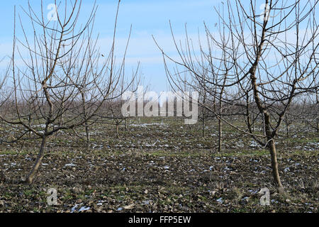 Junge mit Apfelbäumen. Anbau und Pflege von Obstgarten von Apfelbäumen. Stockfoto