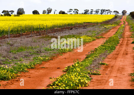 Einen Feldweg neben einem Feld von Raps (Raps) in Western Australia Stockfoto