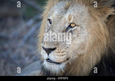 Porträt eines Reifen männlichen Löwen (Panthera Leo) mit viel Charakter Stockfoto