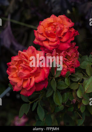 Rosa, ALEXANDER, rose, orange Mischung, Stockfoto