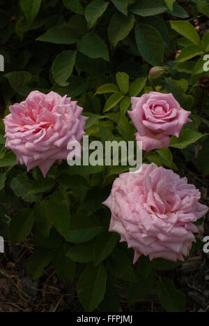 Rosa ALOHA hybride Terose Klettern Stockfoto