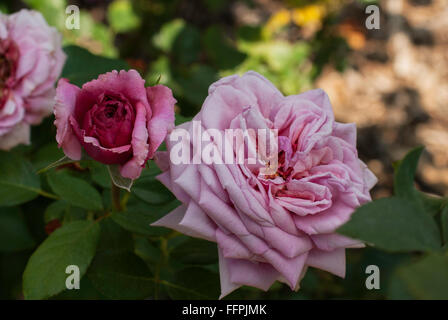 Rosa, ALOHA, Klettern, Teehybride, rose, Stockfoto