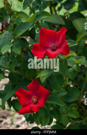 Rosa ALTISSIMO, rot, Rose, Stockfoto