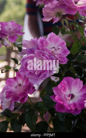 Rosa, Brilliant Pink Iceberg, Edelrosen, rosa Stockfoto