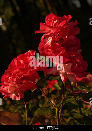 Rosa, COLOR MAGIC, Hybrid rose Stockfoto