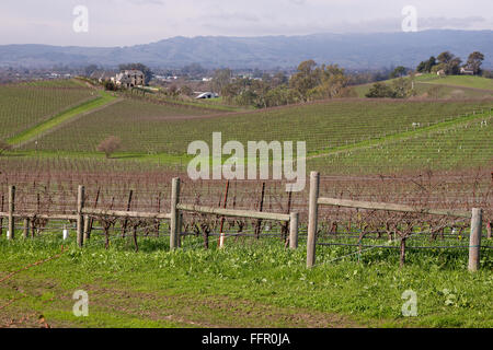 Napa Valley Winter Weinberg. Stockfoto