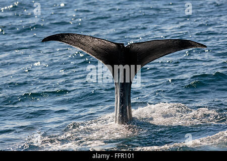 Pottwal (Physeter Macrocephalus Physeter oder Catodon), Pottwals Bull, Fluke, Tauchen, Andenes, Vesteralen Andøya Insel Stockfoto