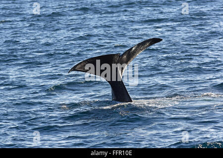 Pottwal (Physeter Macrocephalus Physeter oder Catodon), Pottwals Bull, Fluke, Tauchen, Andenes, Vesteralen Andøya Insel Stockfoto
