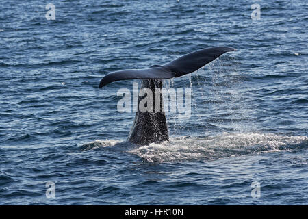 Pottwal (Physeter Macrocephalus Physeter oder Catodon), Pottwals Bull, Fluke, Tauchen, Andenes, Vesteralen Andøya Insel Stockfoto