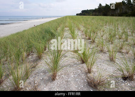 Anpflanzung von Strandhafer (Ammophila Arenaria) auf Düne am Strand, Ostsee, Darß, Fischland-Darß-Zingst, Prerow, Western Stockfoto