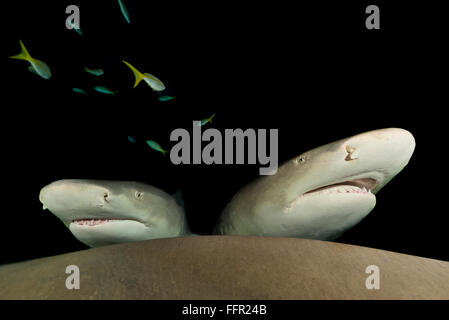 Nachttauchgang, zwei Zitrone-Haifische (Negaprion Brevirostris), Nacht, Tiger Beach, Bahamas, Karibik, Mittelamerika Stockfoto