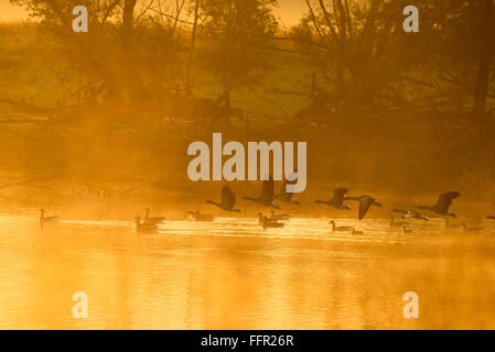 Graugänse (Anser Anser) ab morgens Licht auf einem See, Niederrhein, Nordrhein-Westfalen, Deutschland Stockfoto