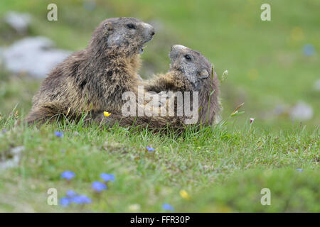 Zwei alpine Murmeltiere (Marmota Marmota) kämpfen, Dachstein Salzkammergut, Österreich Stockfoto