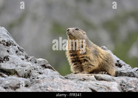 Alpine Murmeltier (Marmota Marmota) sitzt auf Felsen, Dachstein Salzkammergut, Österreich Stockfoto