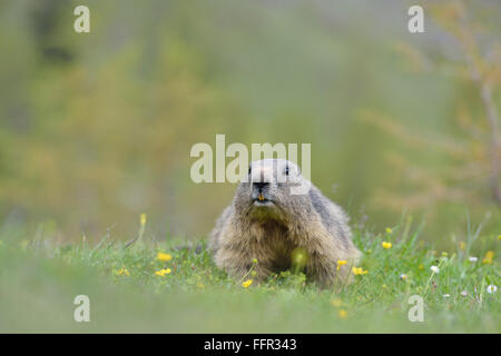 Alpine Murmeltier (Marmota Marmota) auf Alp, Dachstein Salzkammergut, Österreich Stockfoto