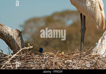 Jabiru (Jabiru Mycteria), Küken im Nest mit Altvogel, Pantanal, Mato Grosso, Brasilien Stockfoto