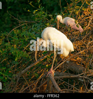 Holz-Storch (Mycteria Americana) und rosige Löffler (Ajaia Ajaja) sitzt im Baum, Pantanal, Mato Grosso, Brasilien Stockfoto