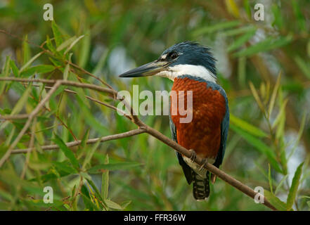 Beringter Kingfisher (Megaceryle Torquata) auf Ast, Pantanal, Mato Grosso, Brasilien Stockfoto