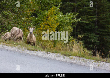 Stein-Schafe, Ovis Dalli Stonei, Dallschafe, Banff Nationalpark, Sunshine Valley, Alberta, Kanada Stockfoto