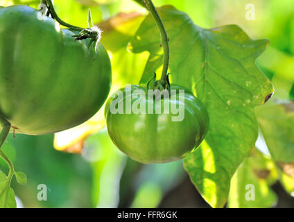 unter den Blättern im Garten unreife Tomaten Stockfoto