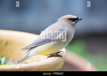 Zeder Seidenschwanz - Bombycilla cedrorum Stockfoto