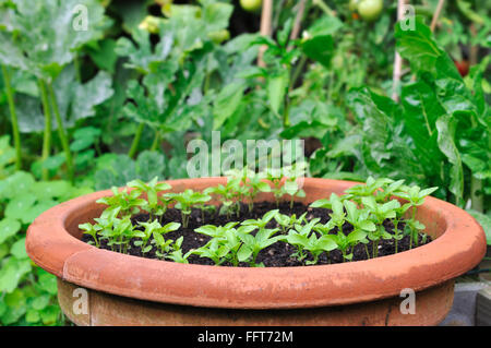 Schließen Sie auf Sämlinge in einem großen Topf auf Garten Stockfoto