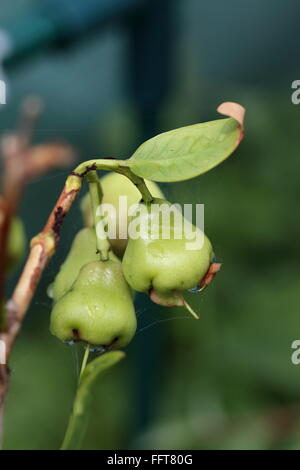 Junge Syzgium Samarangense oder bekannt als Wachs Jambu wächst auf einem Baum Stockfoto