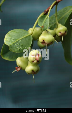 Junge Syzgium Samarangense oder bekannt als Wachs Jambu wächst auf einem Baum Stockfoto