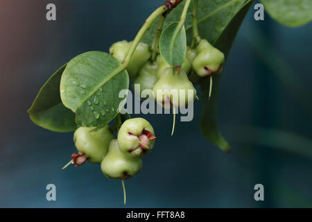 Junge Syzgium Samarangense oder bekannt als Wachs Jambu wächst auf einem Baum Stockfoto