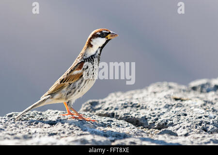 Männliche spanische Sperling (Passer Hispaniolensis) sitzt auf einer Mauer, Fuerteventura, Kanarische Inseln, Spanien Stockfoto