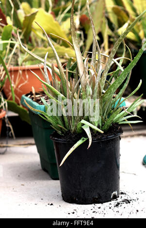 Aloevera Pflanzengruppe mit Welpen in einem schwarzen Kunststoff-Topf Stockfoto