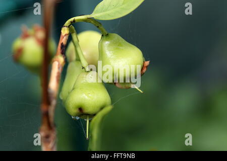 Junge Syzgium Samarangense oder bekannt als Wachs Jambu wächst auf einem Baum Stockfoto