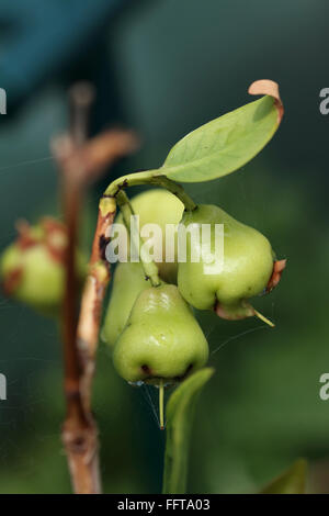 Junge Syzgium Samarangense oder bekannt als Wachs Jambu wächst auf einem Baum Stockfoto